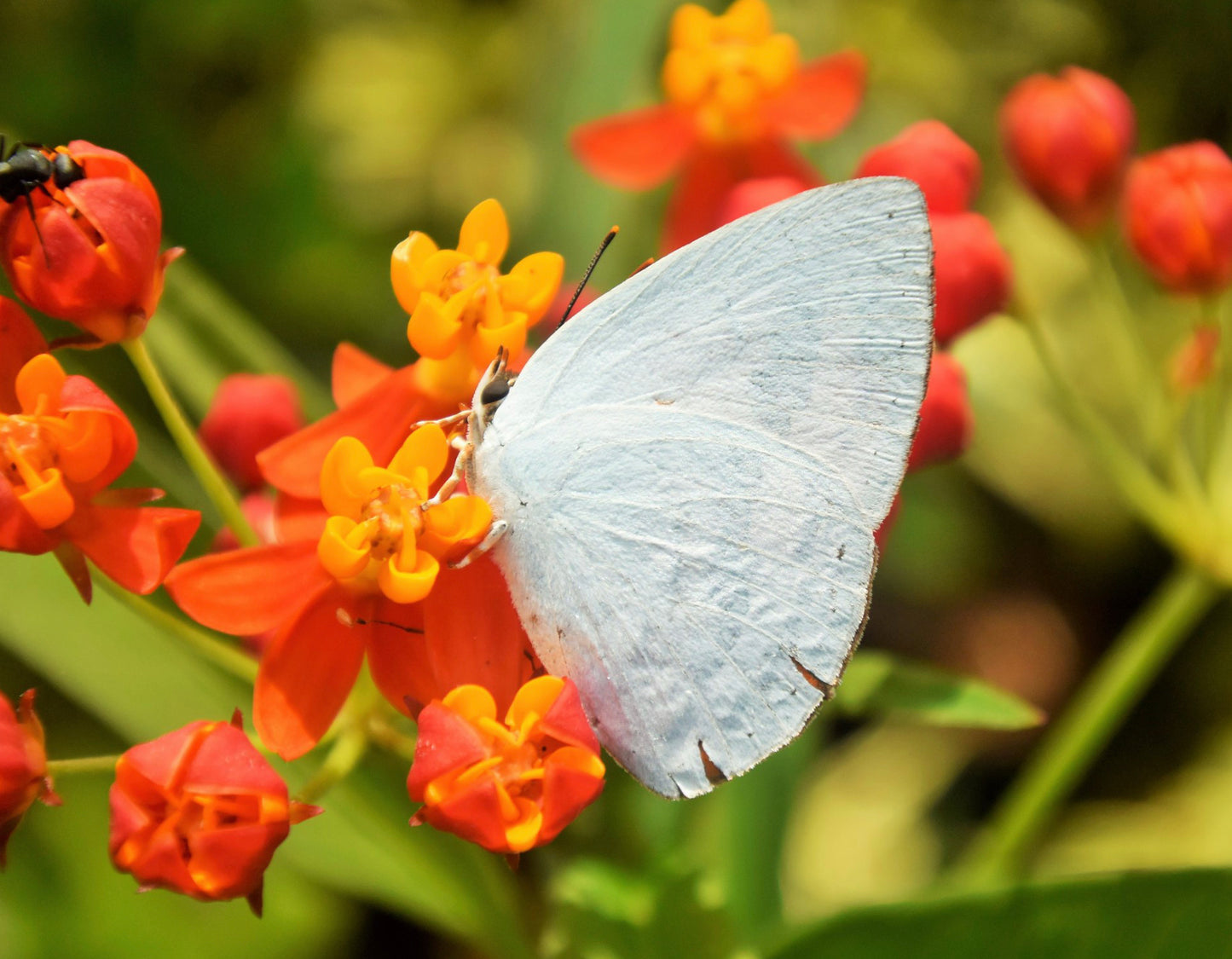 Silkeplante Orange - butterfly weed (asclepias tuberosa)
