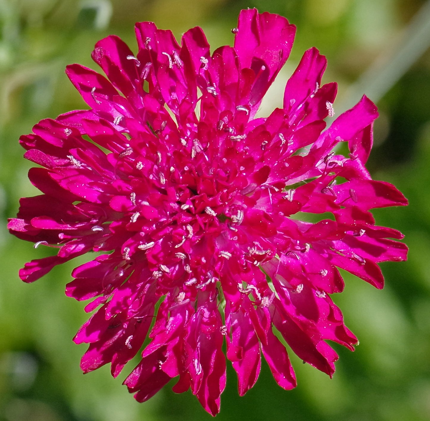 Makedonsk Blåhat - Knautia macedonica
