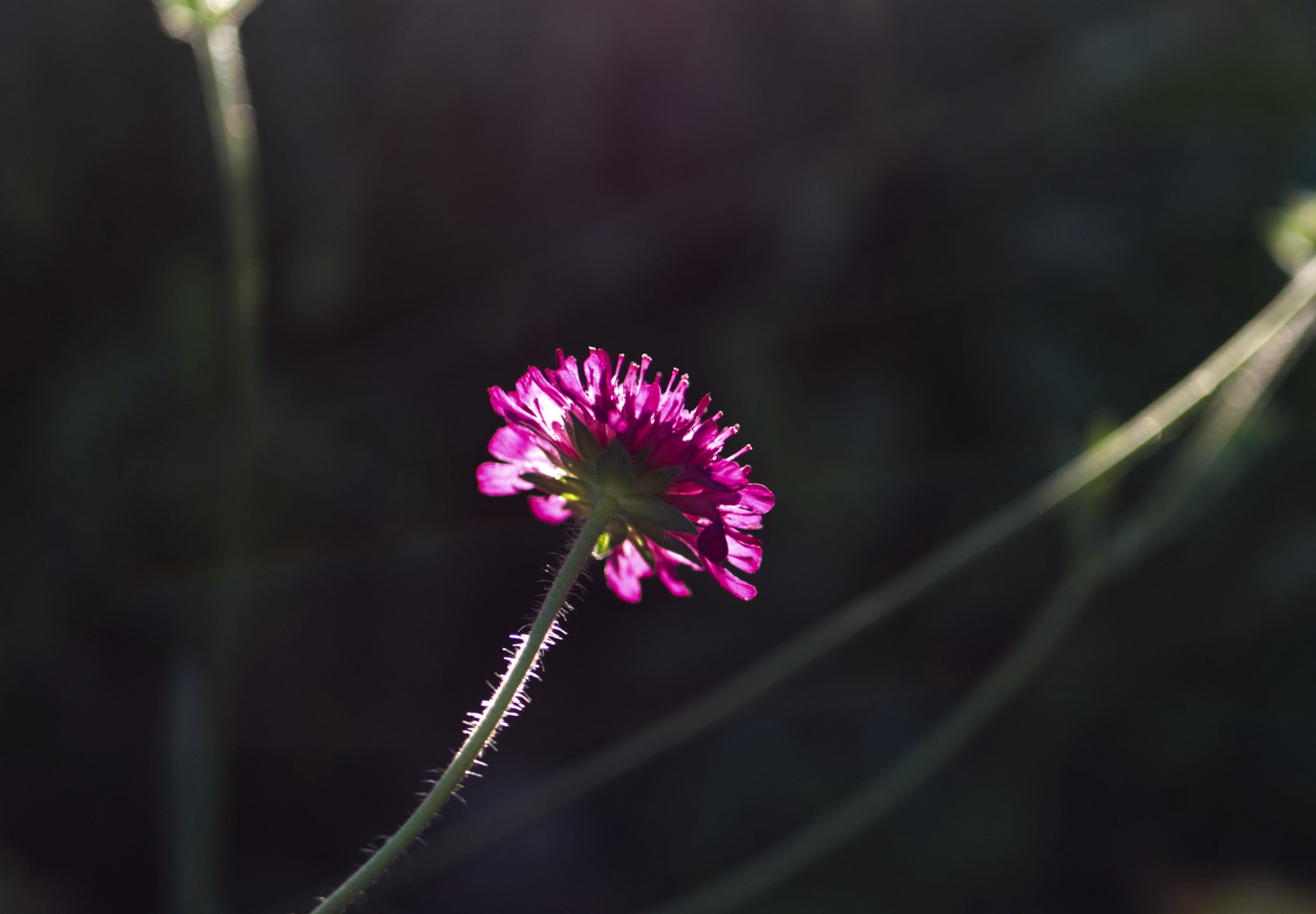 Makedonsk Blåhat - Knautia macedonica