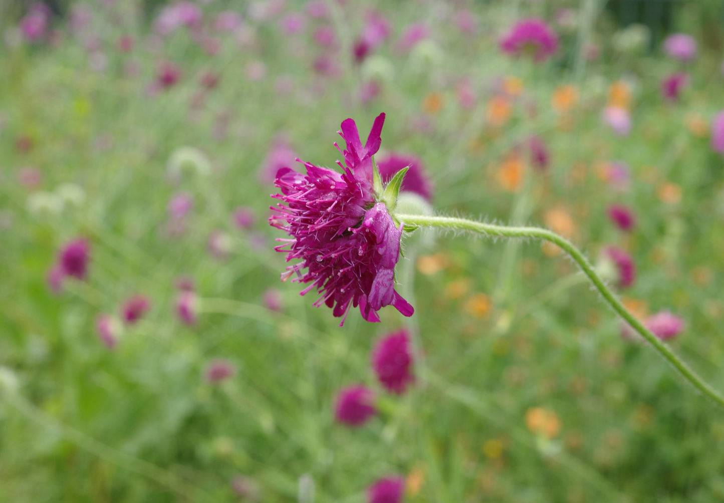 Makedonsk Blåhat - Knautia macedonica