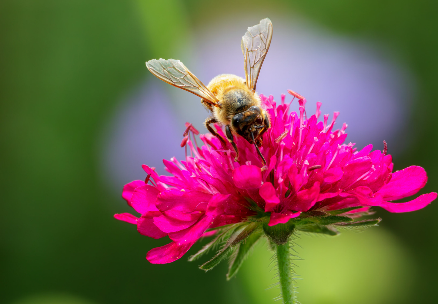 Makedonsk Blåhat - Knautia macedonica