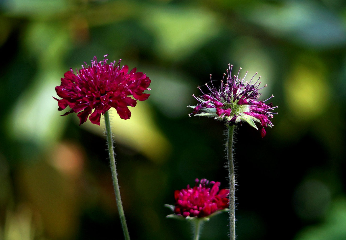 Makedonsk Blåhat - Knautia macedonica