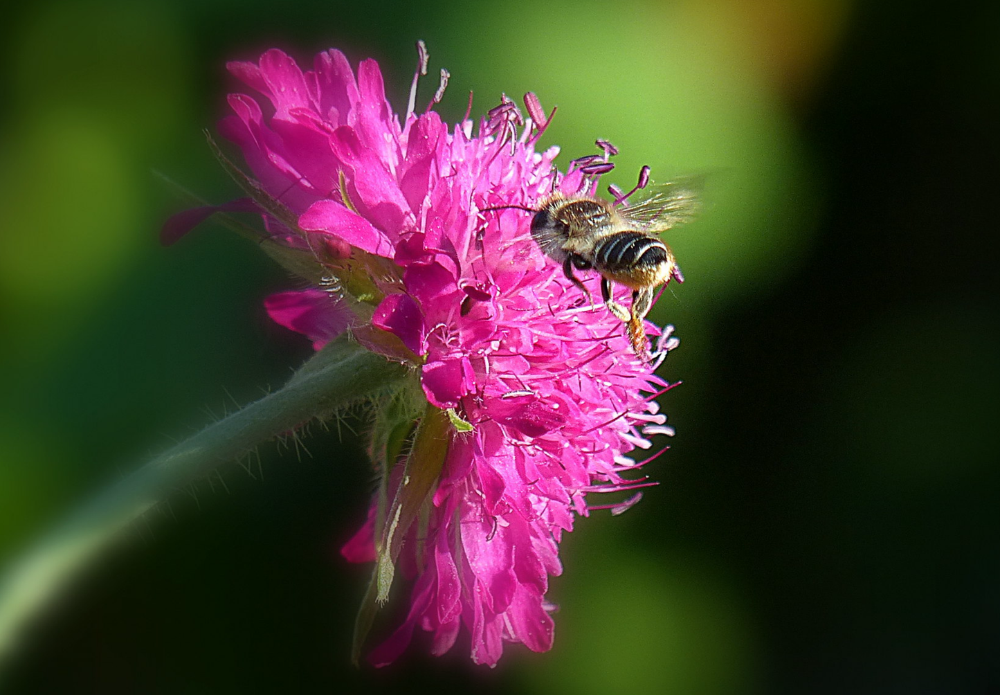 Makedonsk Blåhat - Knautia macedonica