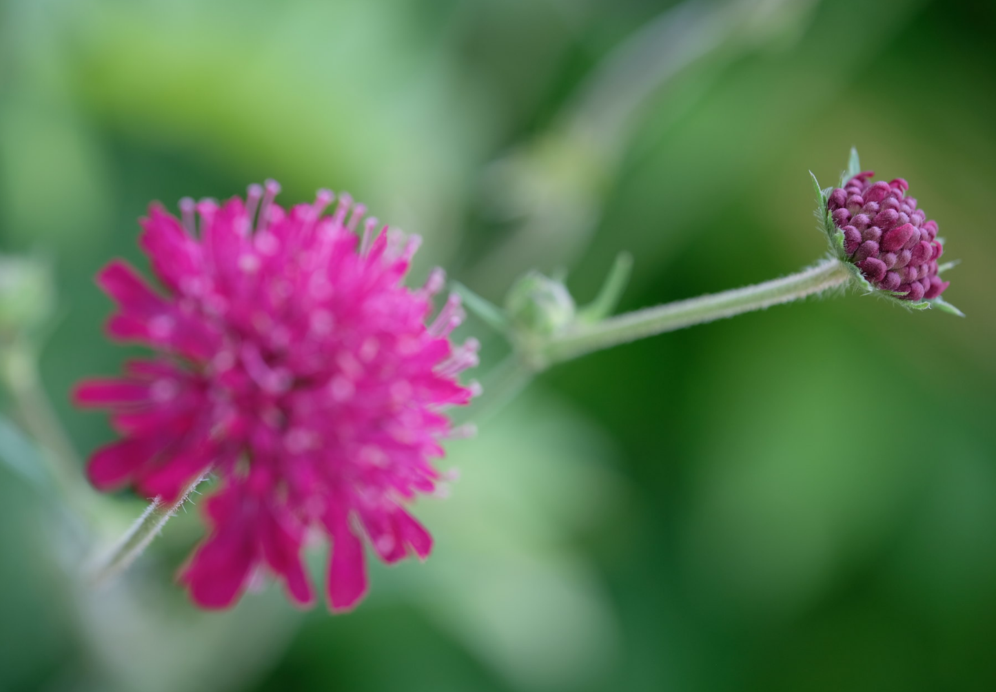 Makedonsk Blåhat - Knautia macedonica
