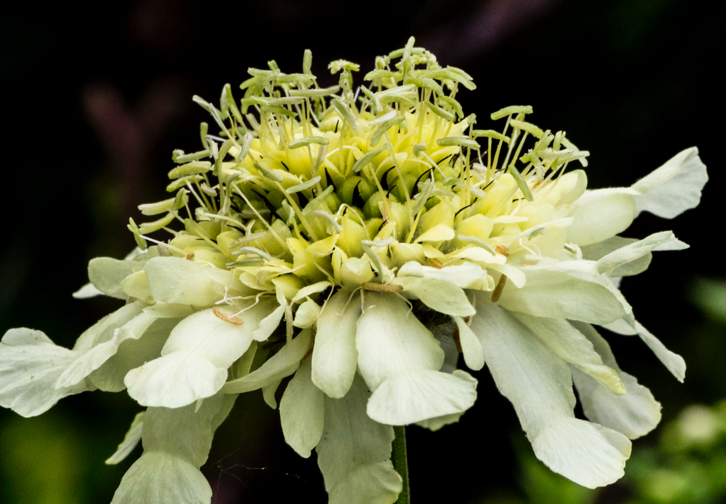 gigantisk skabiose, kæmpe skælhoved - Cephalaria gigantea
