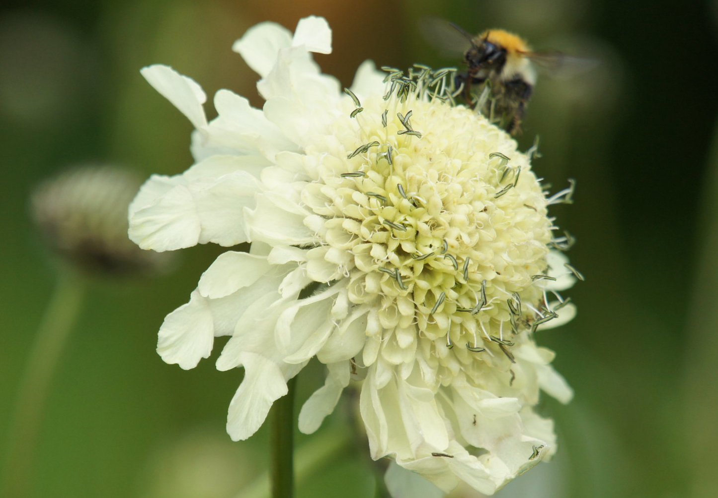gigantisk skabiose, kæmpe skælhoved - Cephalaria gigantea