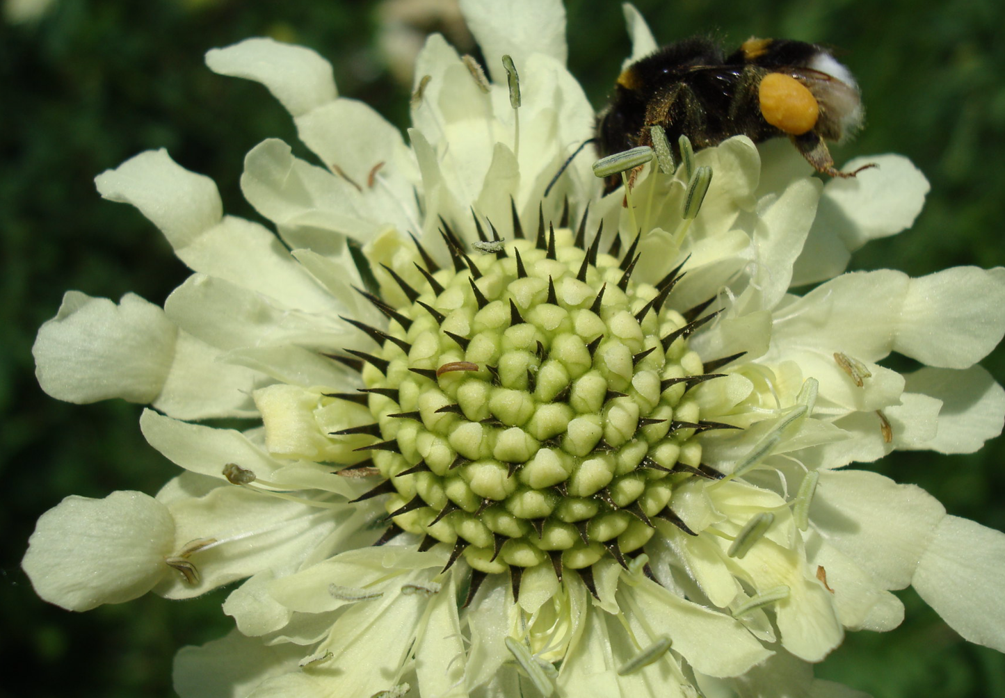 gigantisk skabiose, kæmpe skælhoved - Cephalaria gigantea