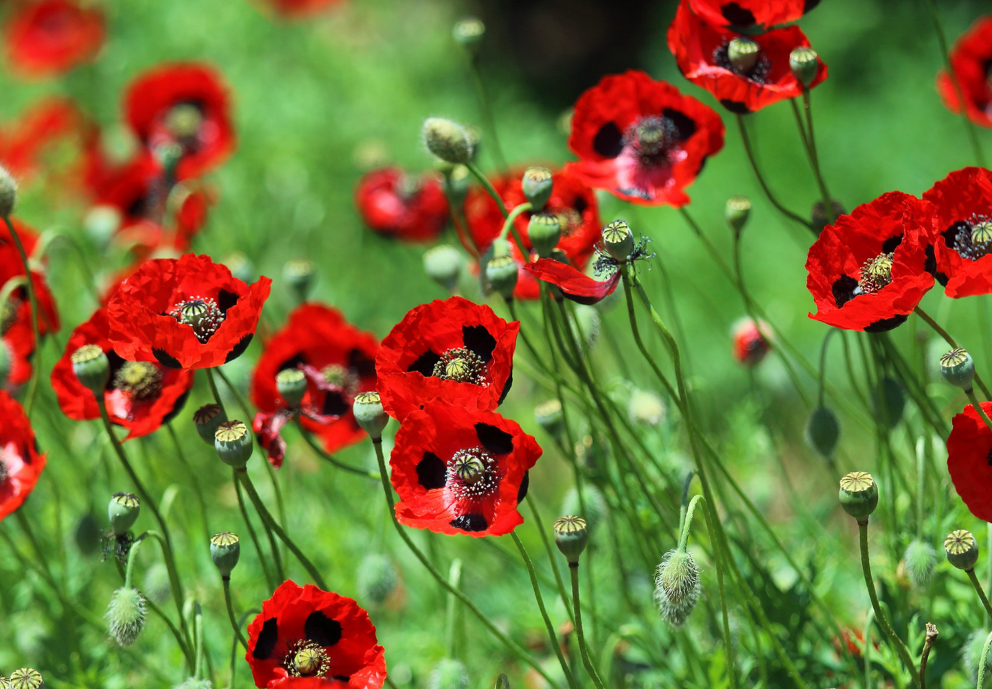 Mariehønevalmue - Papaver commutatum 'Ladybird'