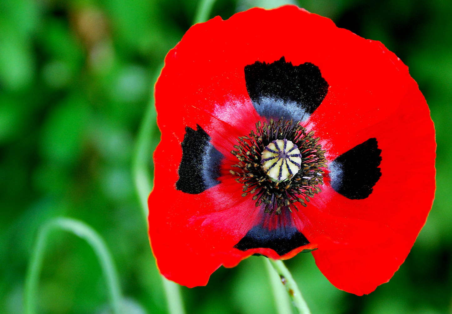Mariehønevalmue - Papaver commutatum 'Ladybird'