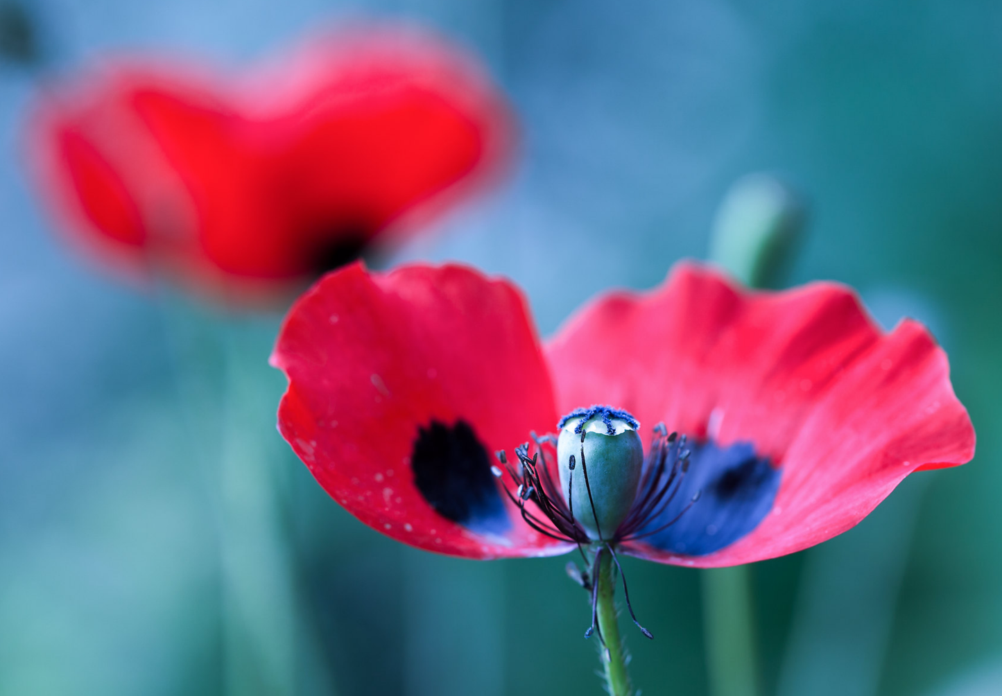 Mariehønevalmue - Papaver commutatum 'Ladybird'