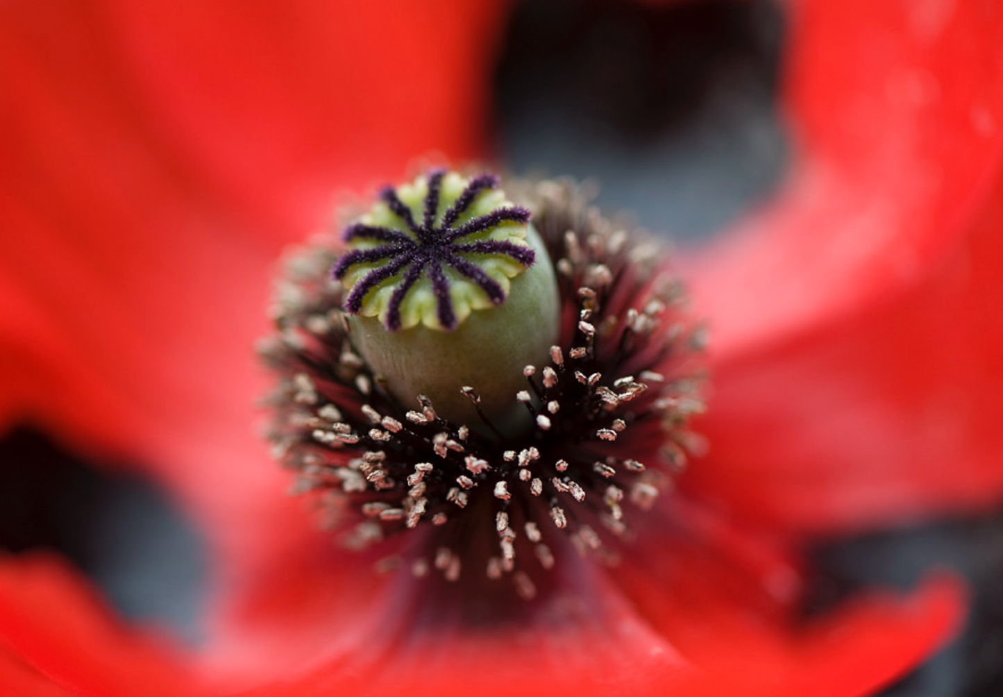 Mariehønevalmue - Papaver commutatum 'Ladybird'