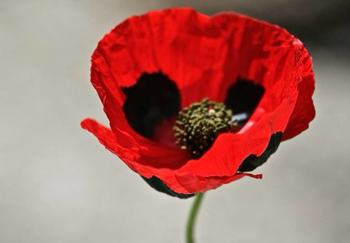 Mariehønevalmue - Papaver commutatum 'Ladybird'