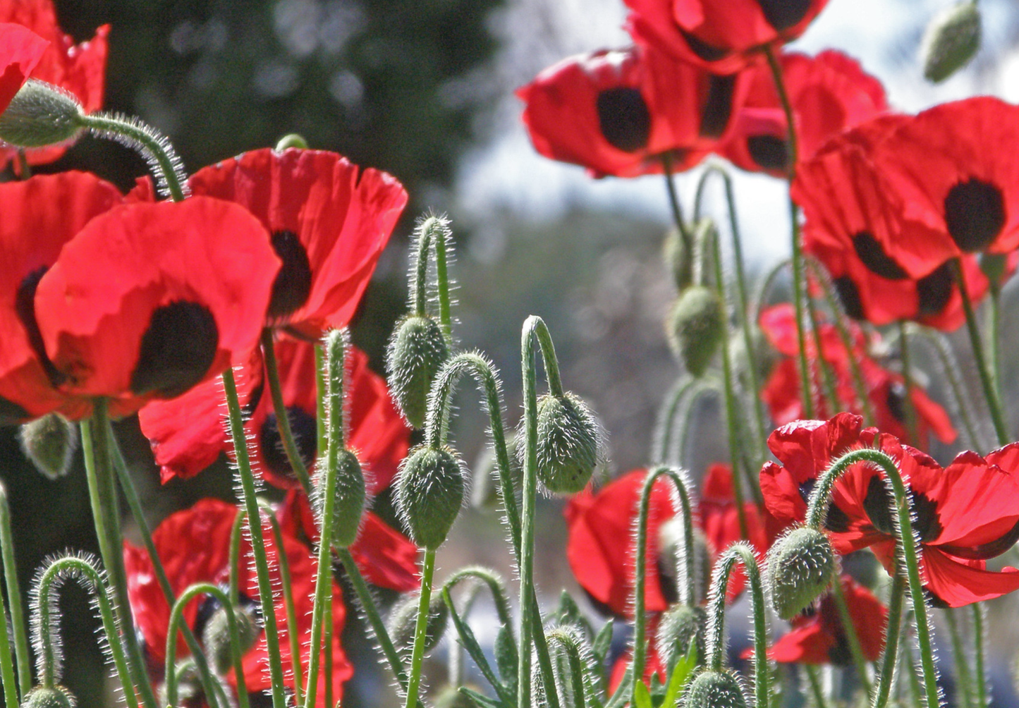 Mariehønevalmue - Papaver commutatum 'Ladybird'
