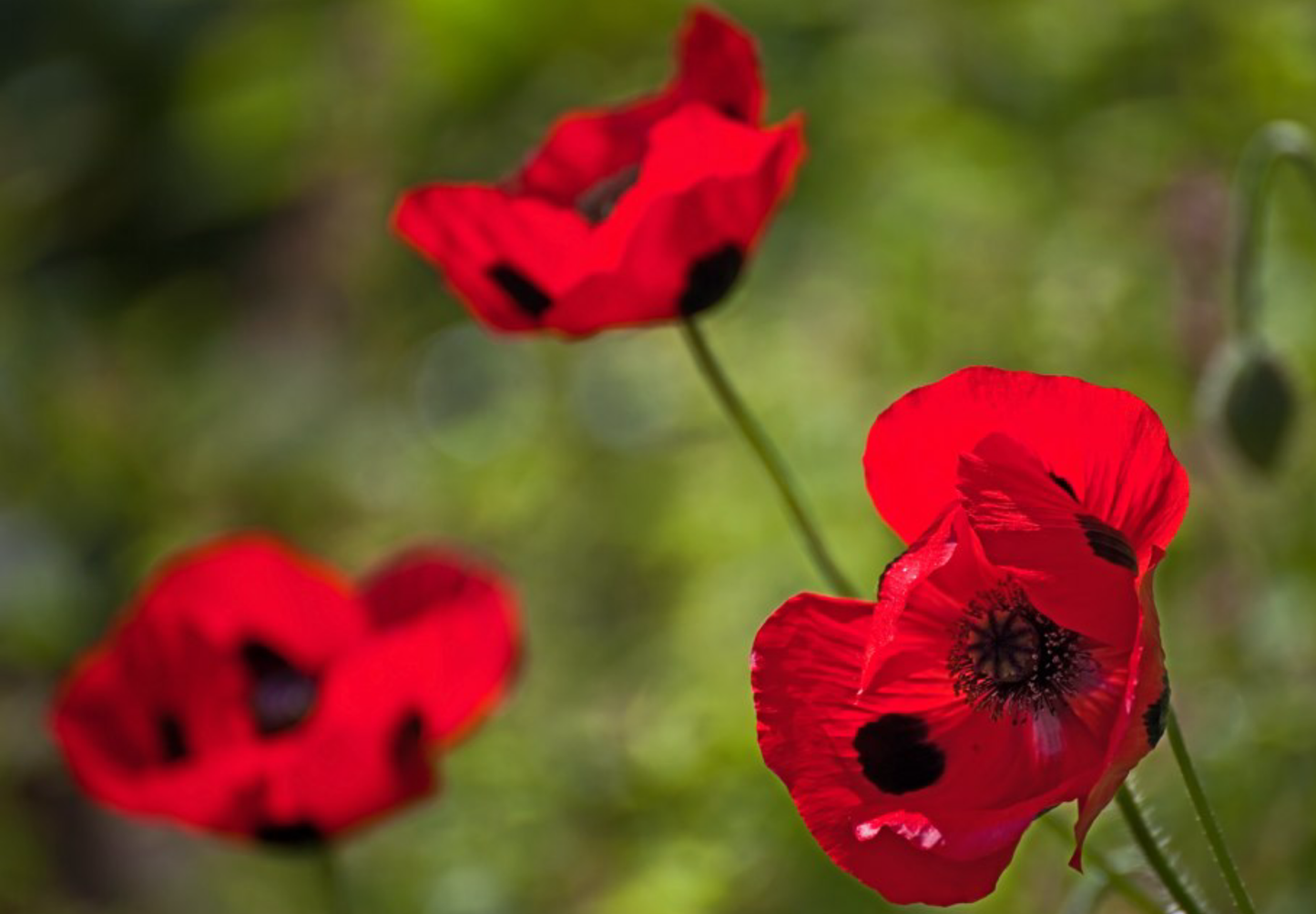 Mariehønevalmue - Papaver commutatum 'Ladybird'