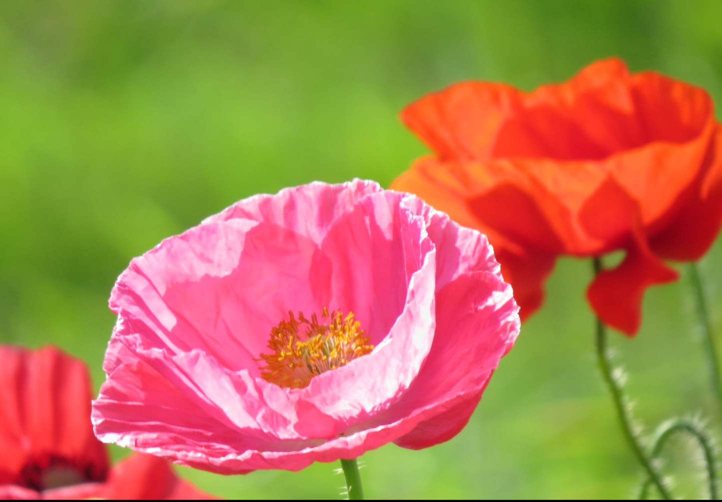 Shirley Double valmue - Papaver rhoeas 'Shirley Double'