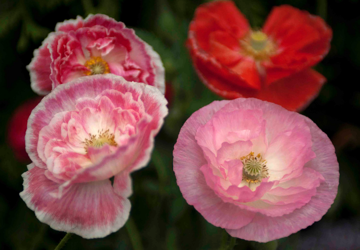 Shirley Double valmue - Papaver rhoeas 'Shirley Double'