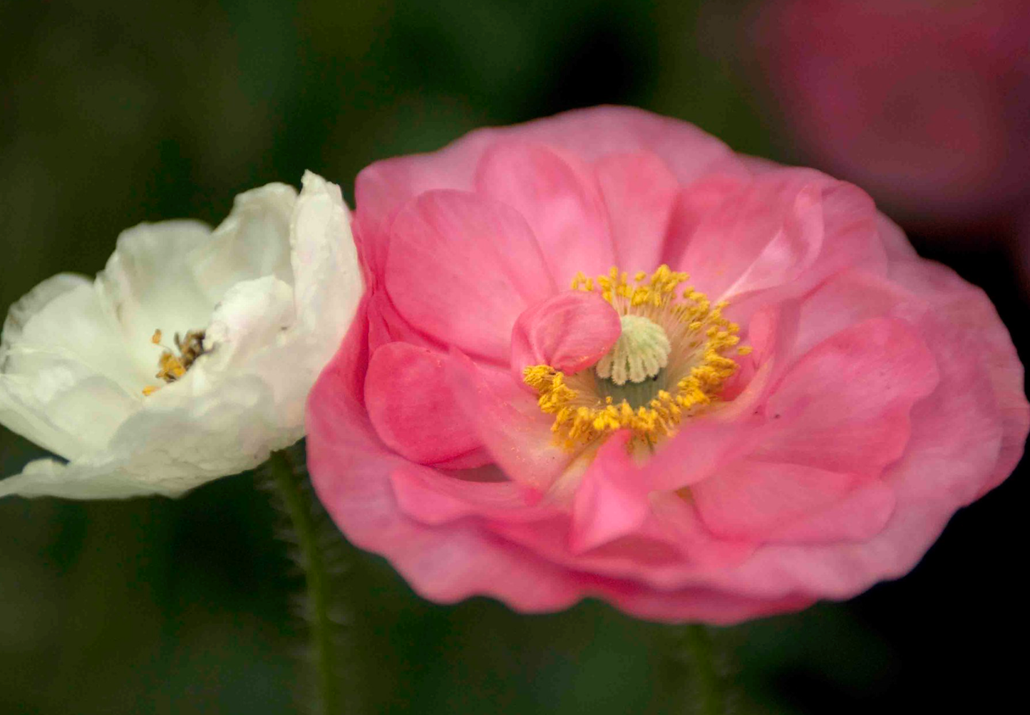 Shirley Double valmue - Papaver rhoeas 'Shirley Double'
