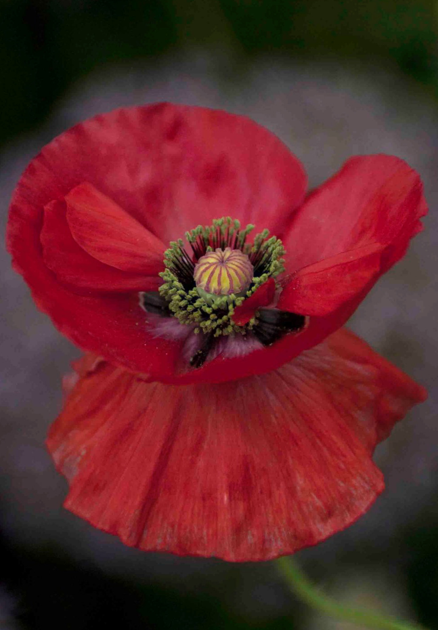 Shirley Double valmue - Papaver rhoeas 'Shirley Double'