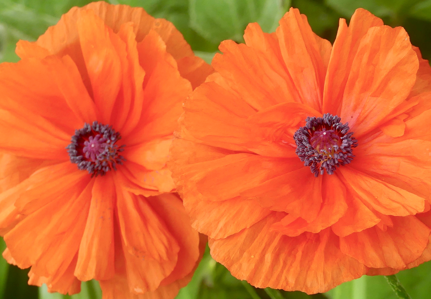 Shirley Double valmue - Papaver rhoeas 'Shirley Double'