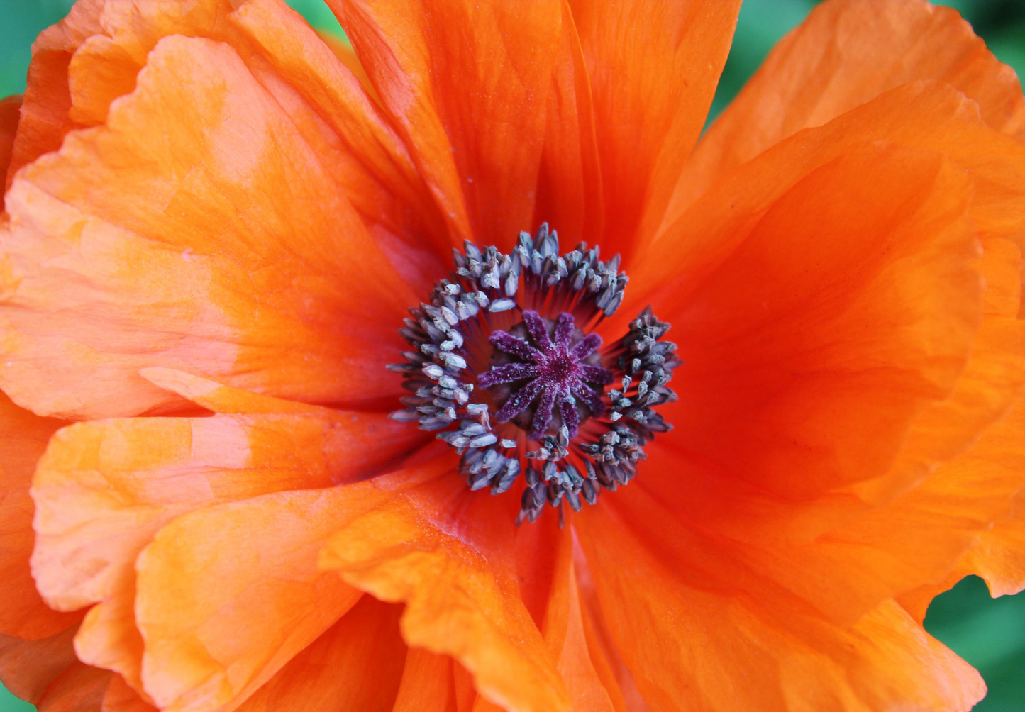 Shirley Double valmue - Papaver rhoeas 'Shirley Double'