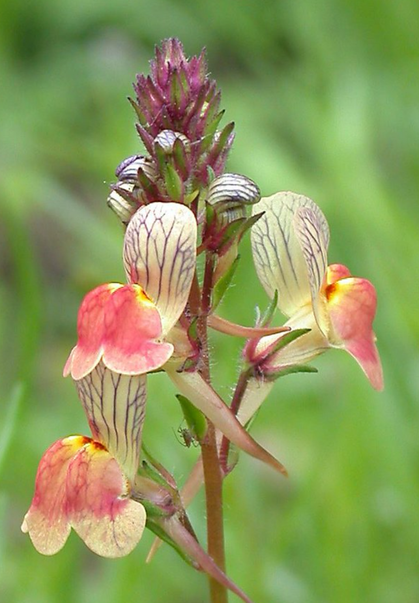 Marokkansk Torskemund - linaria maroccana