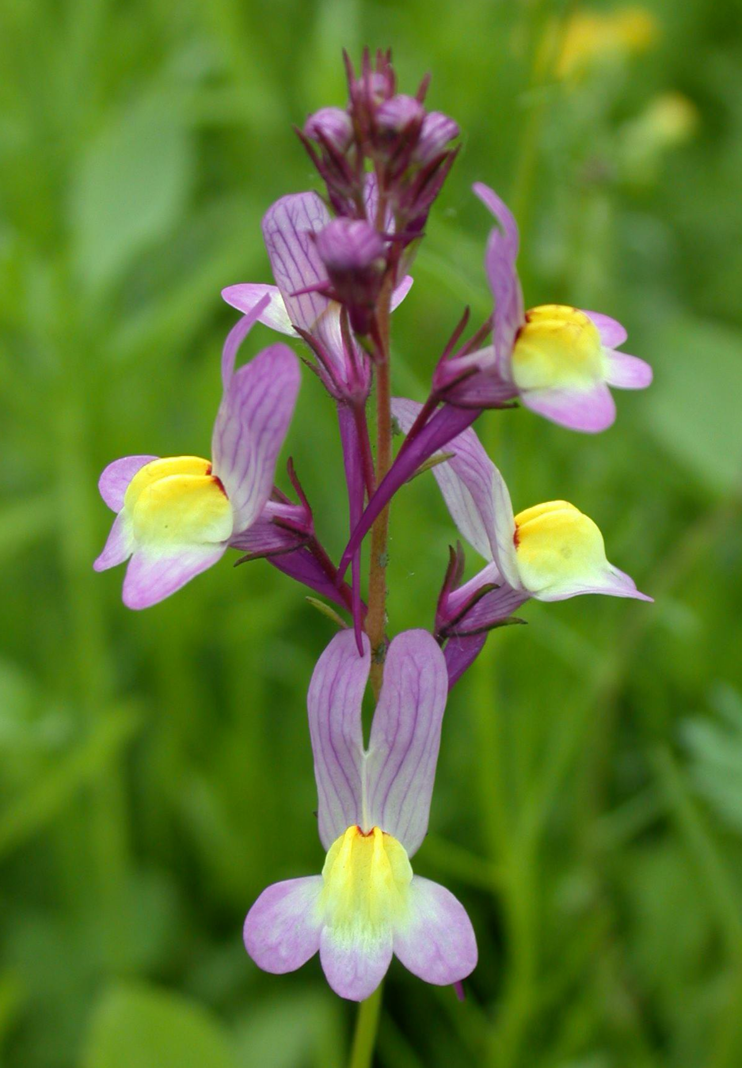 Marokkansk Torskemund - linaria maroccana