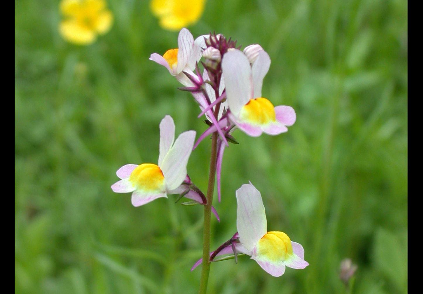 Marokkansk Torskemund - linaria maroccana