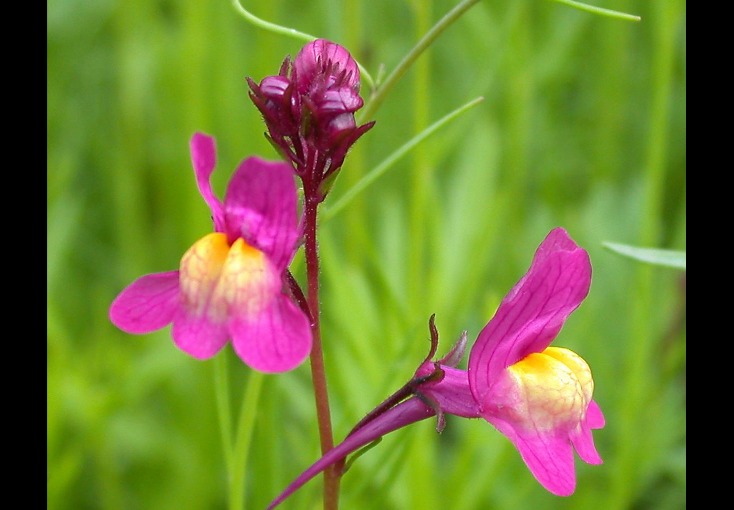 Marokkansk Torskemund - linaria maroccana
