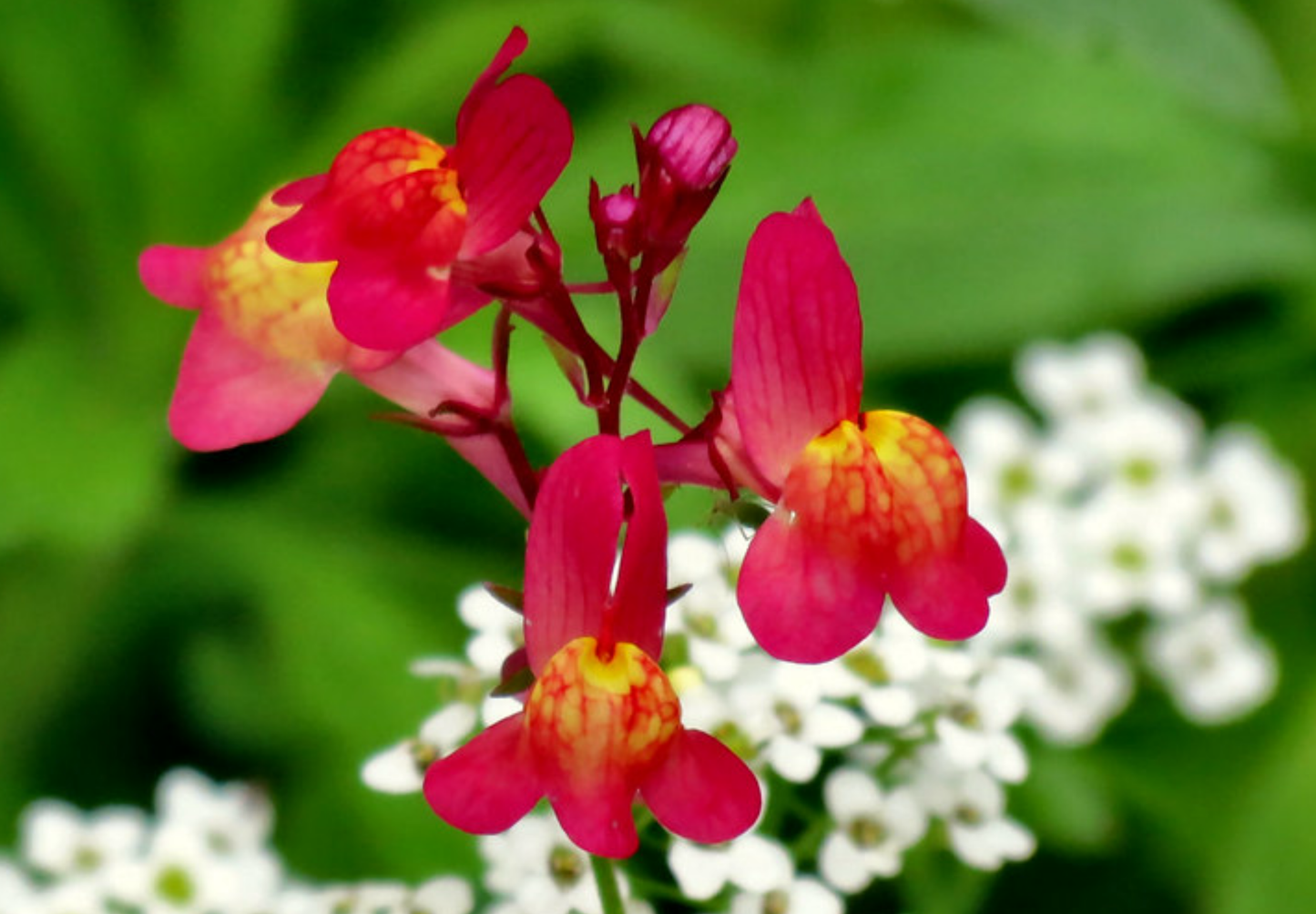 Marokkansk Torskemund - linaria maroccana