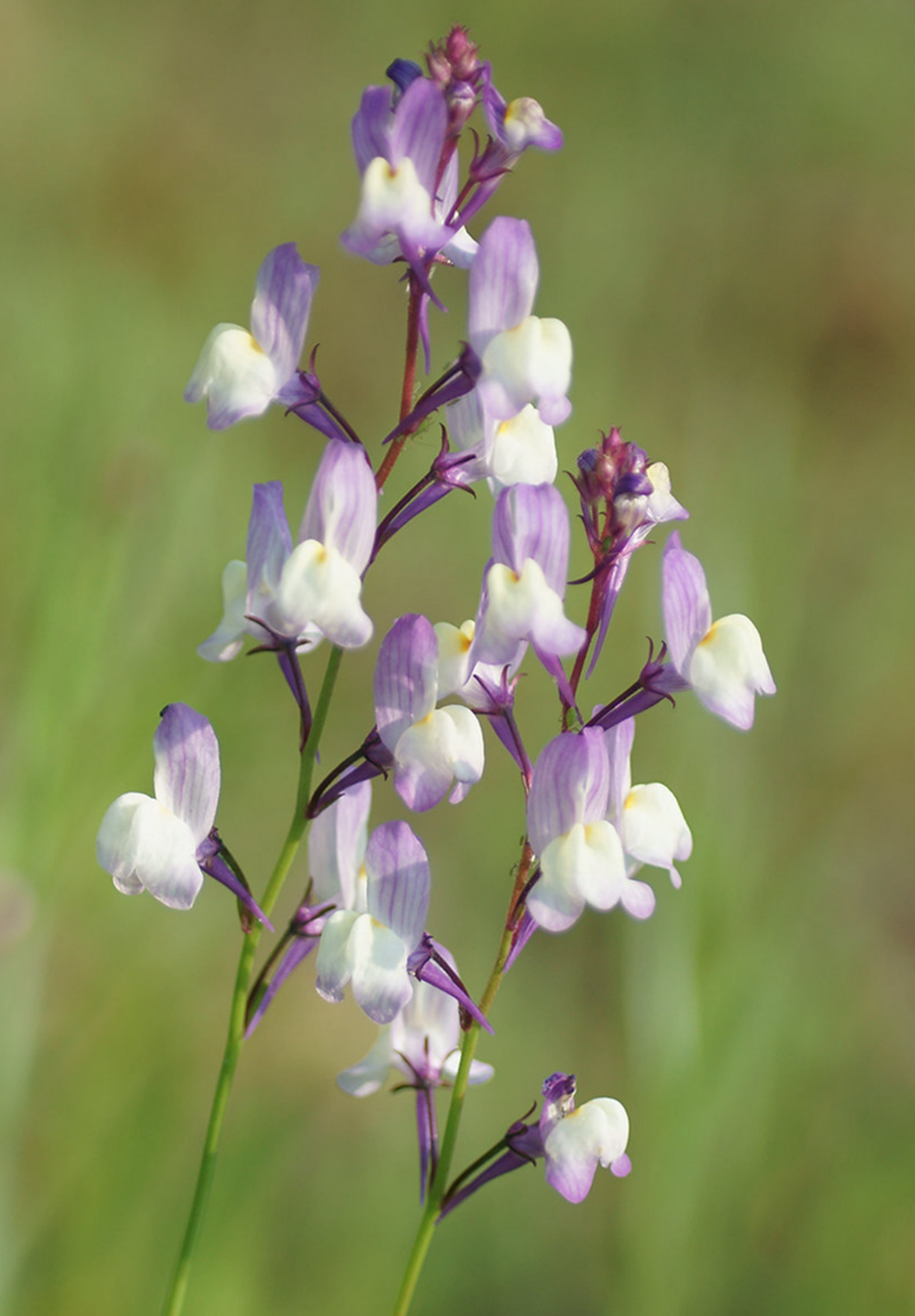 Marokkansk Torskemund - linaria maroccana