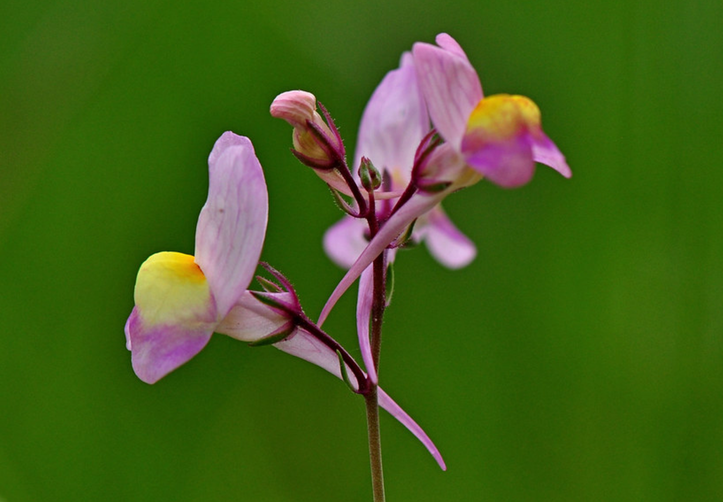 Marokkansk Torskemund - linaria maroccana