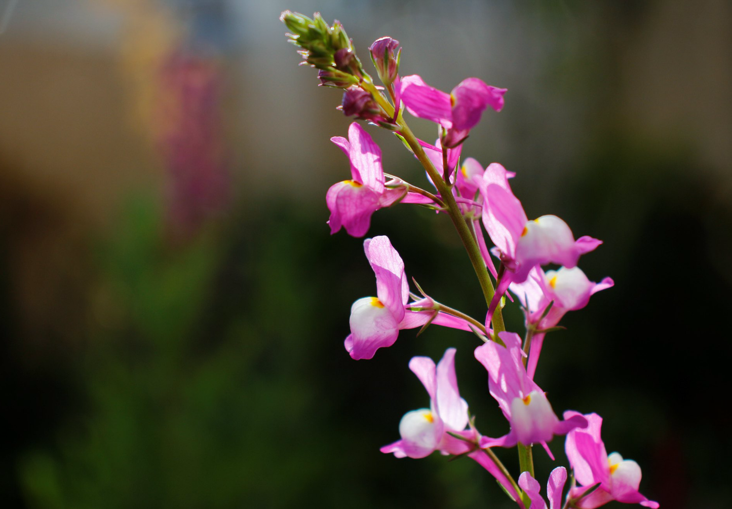 Marokkansk Torskemund - linaria maroccana