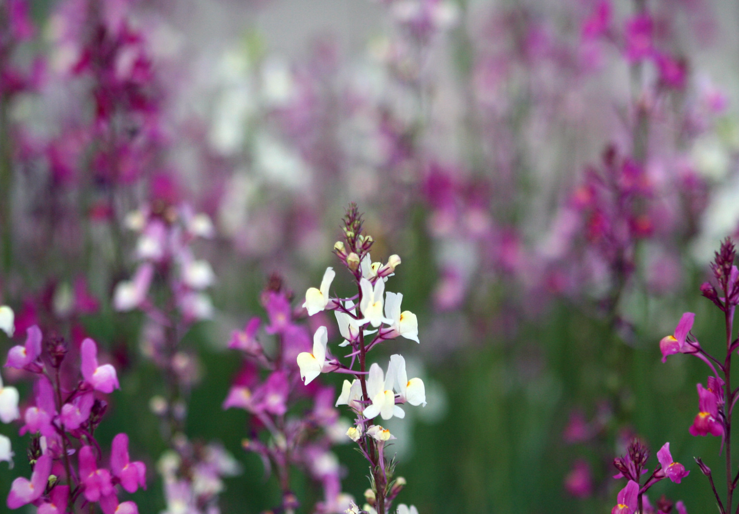 Marokkansk Torskemund - linaria maroccana