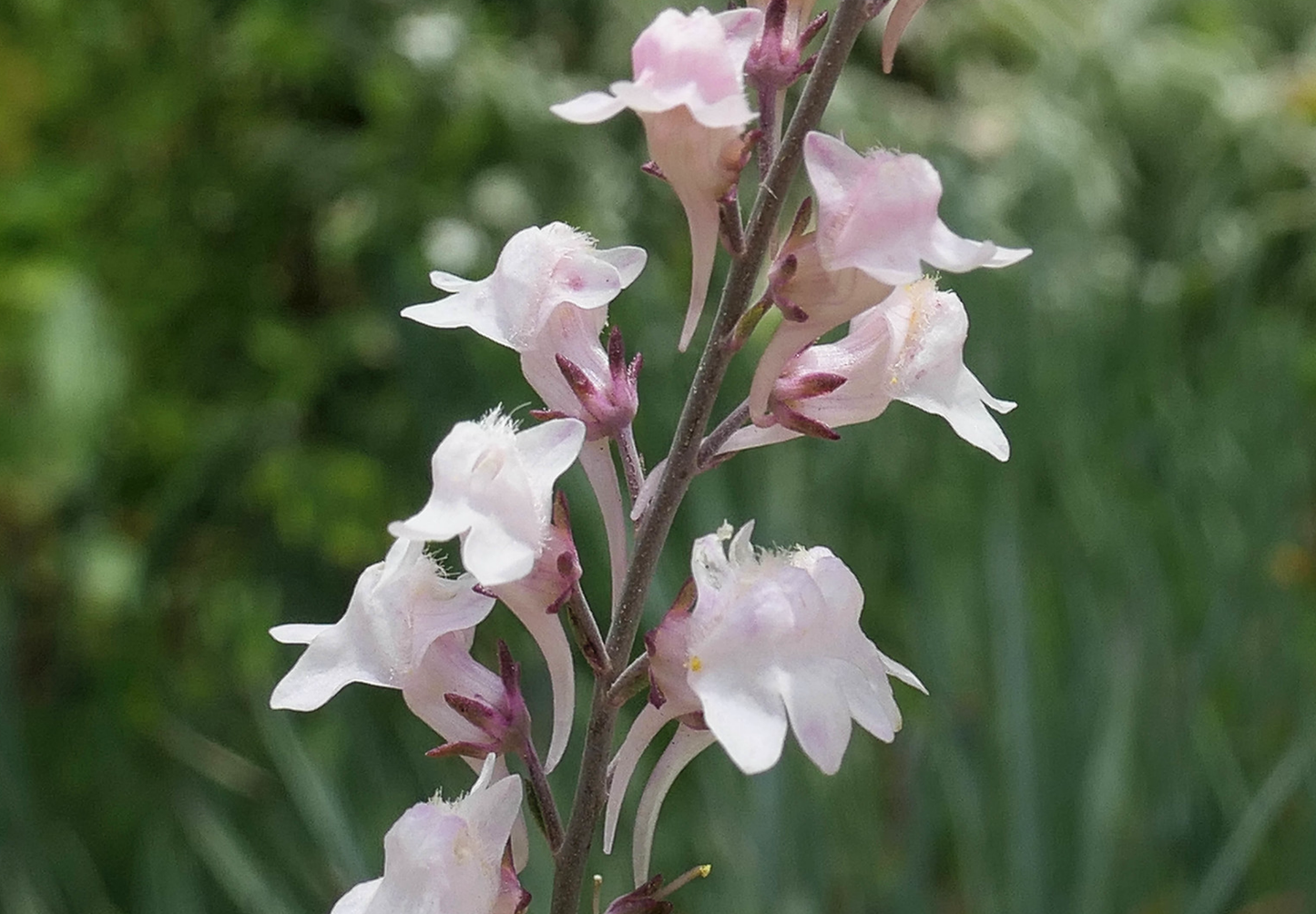 Marokkansk Torskemund - linaria maroccana