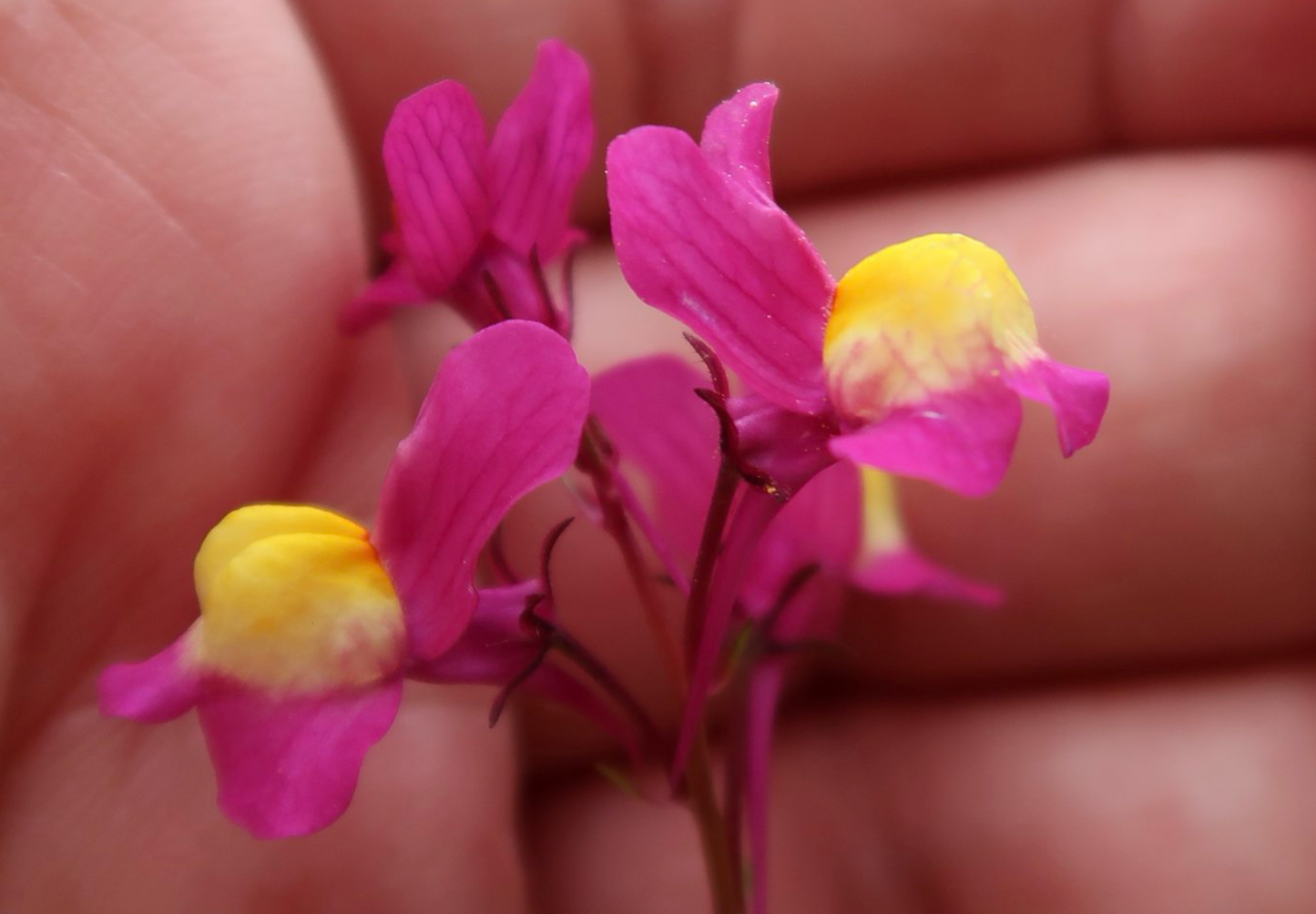 Marokkansk Torskemund - linaria maroccana