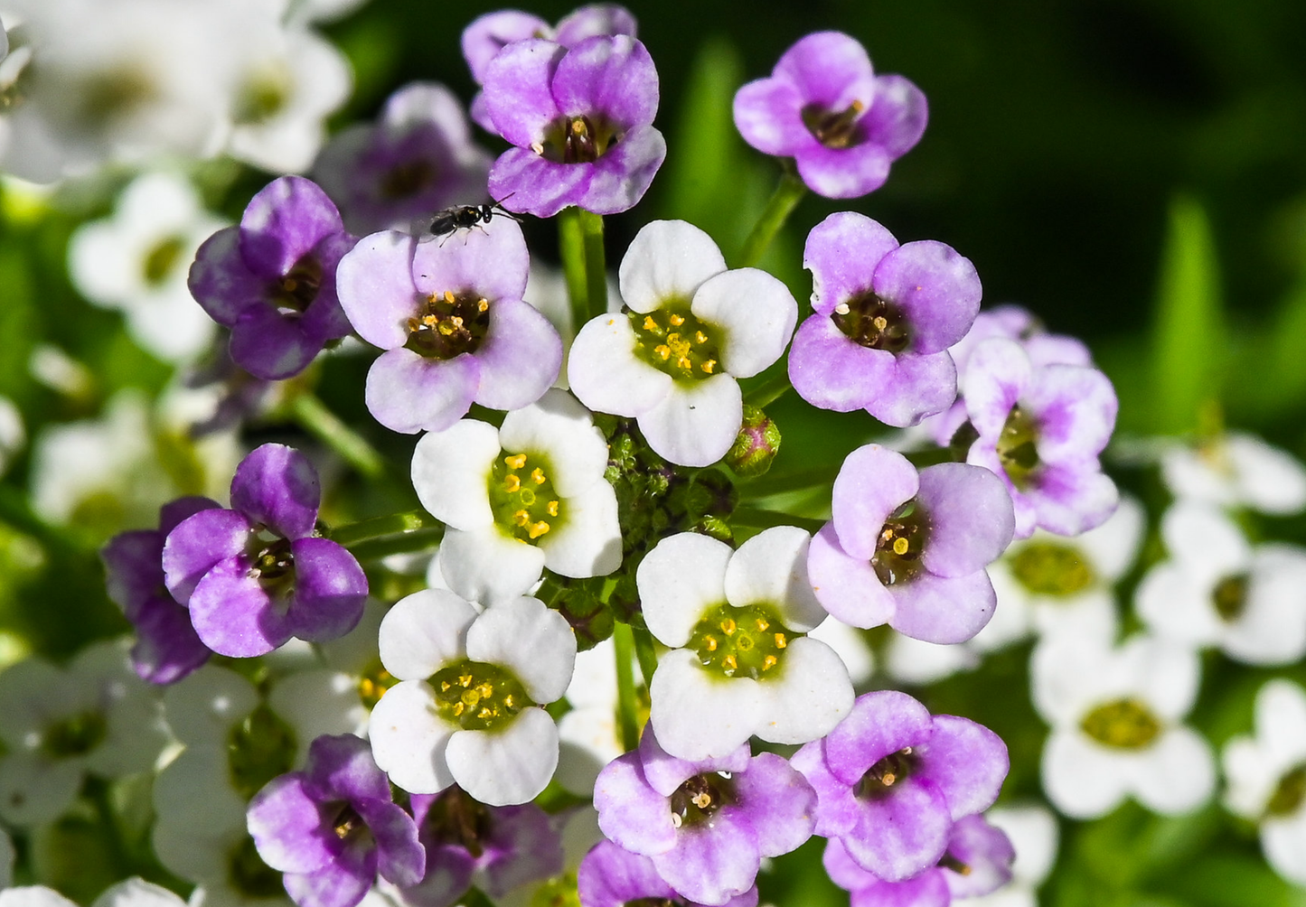 Sommerfugleblomst 'Biblomme' - Lobularia maritima