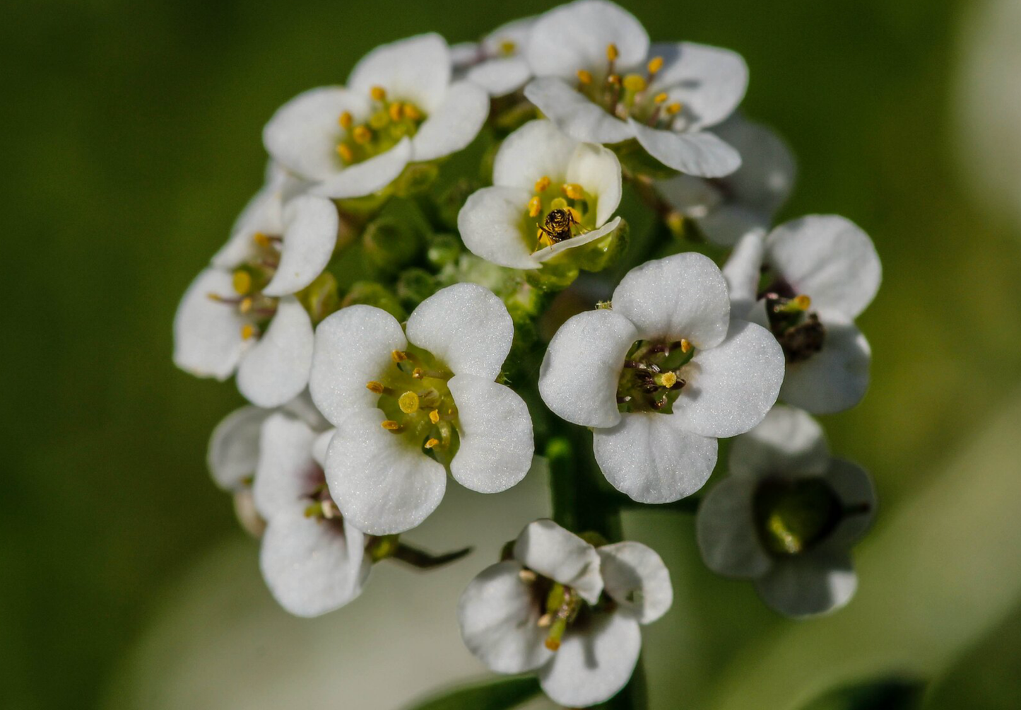 Sommerfugleblomst 'Biblomme' - Lobularia maritima