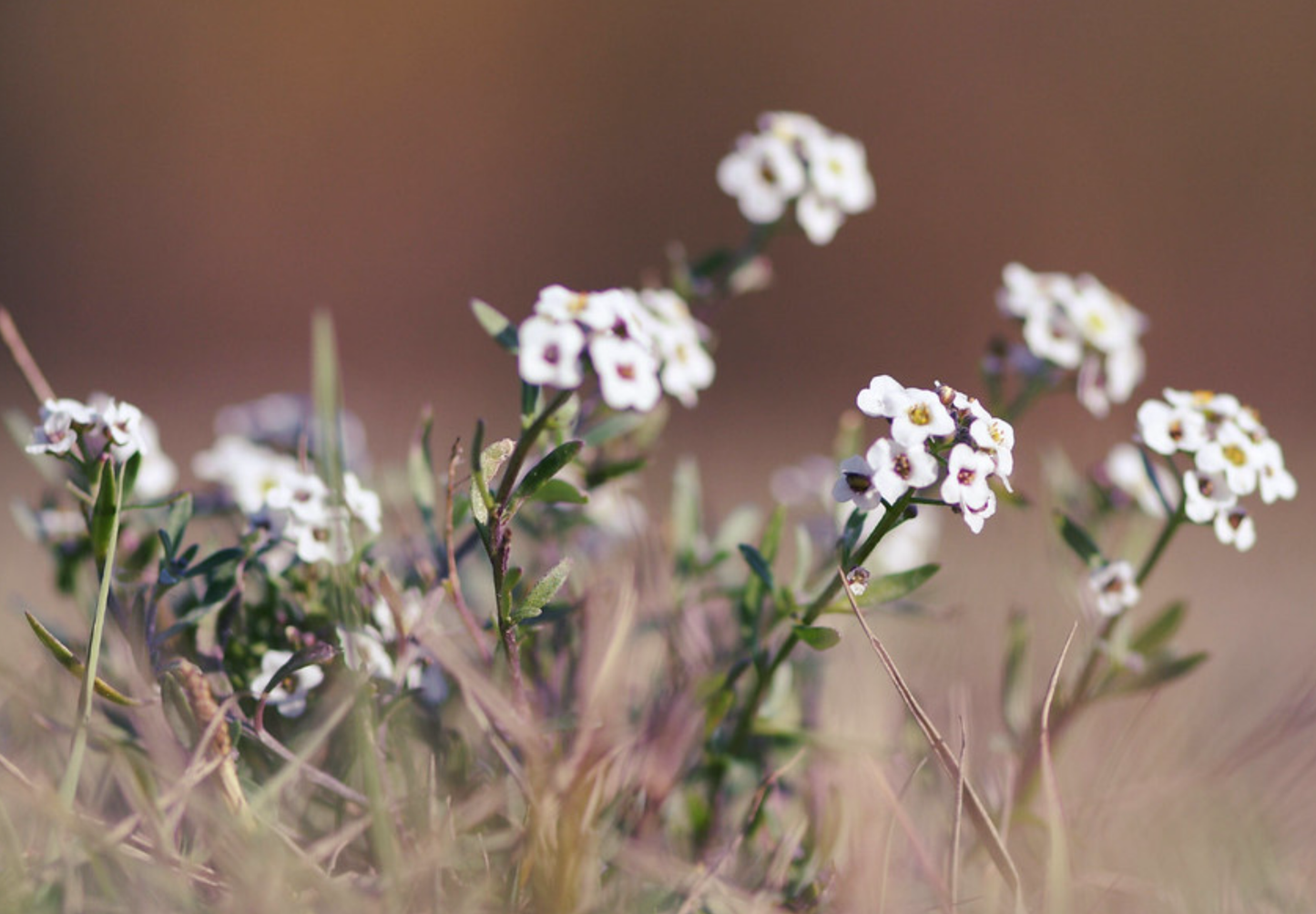 Sommerfugleblomst 'Biblomme' - Lobularia maritima