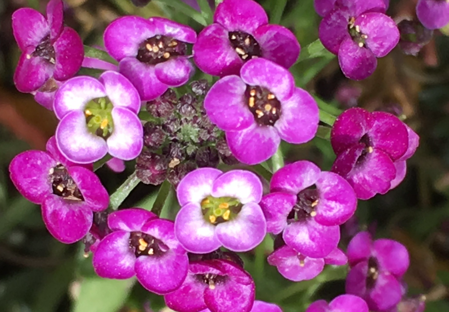 Sommerfugleblomst 'Biblomme' - Lobularia maritima