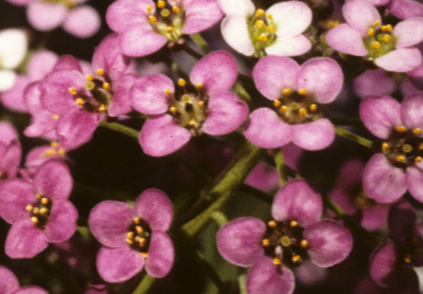 Sommerfugleblomst 'Biblomme' - Lobularia maritima