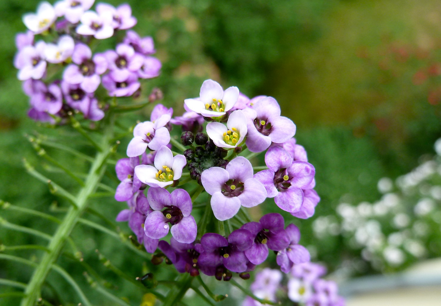 Sommerfugleblomst 'Biblomme' - Lobularia maritima