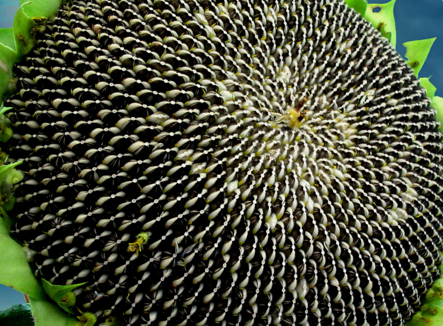 Solsikken 'Titan' - Helianthus annuus - Blomsterhoved på 60 cm!