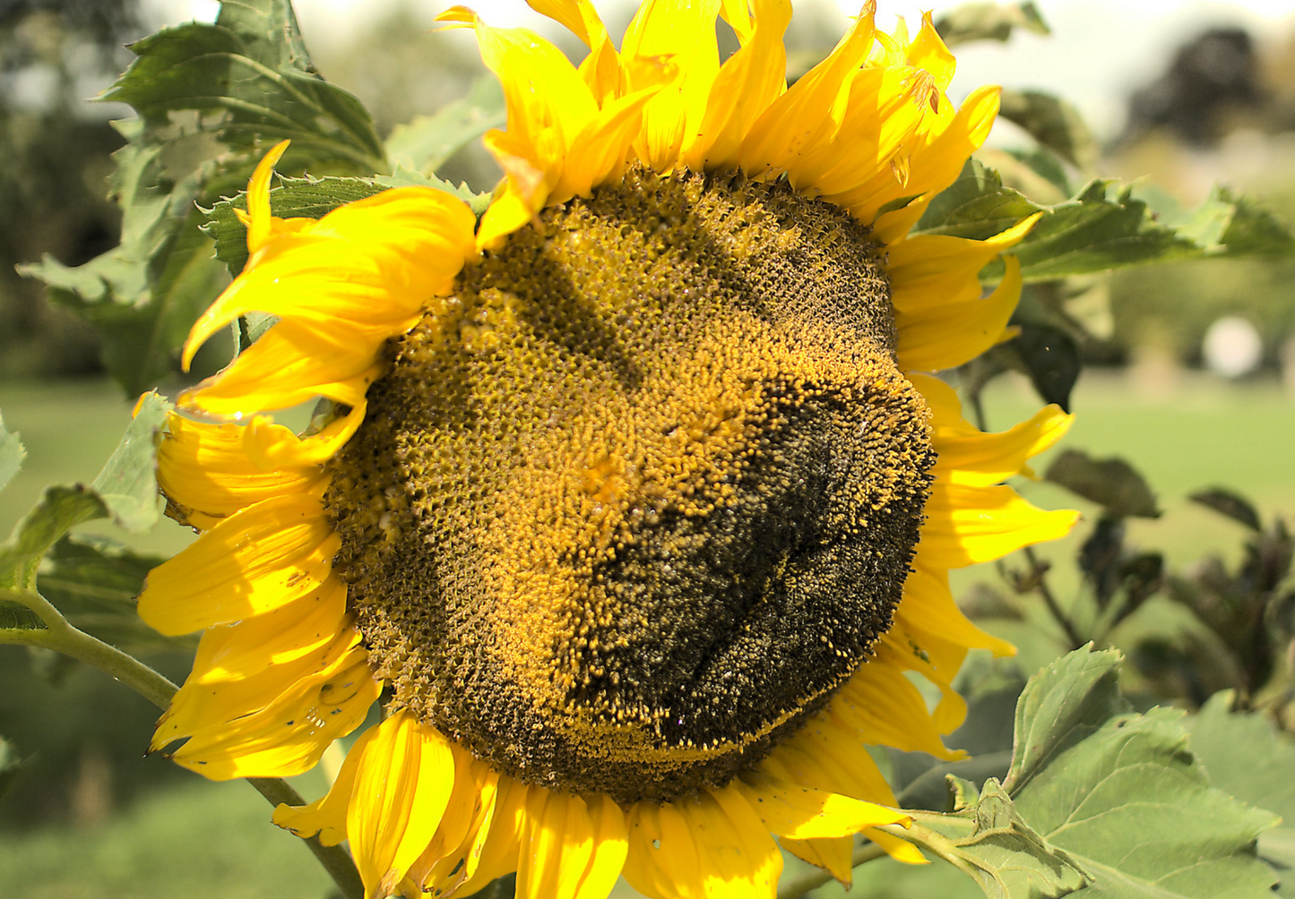 Solsikken 'Titan' - Helianthus annuus - Blomsterhoved på 60 cm!