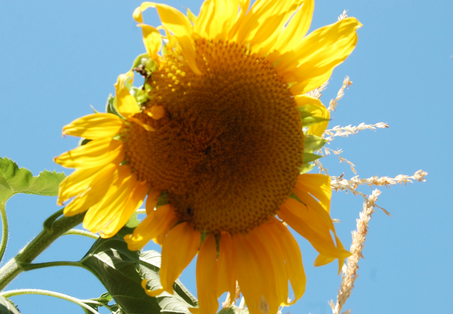 Solsikken 'Titan' - Helianthus annuus - Blomsterhoved på 60 cm!