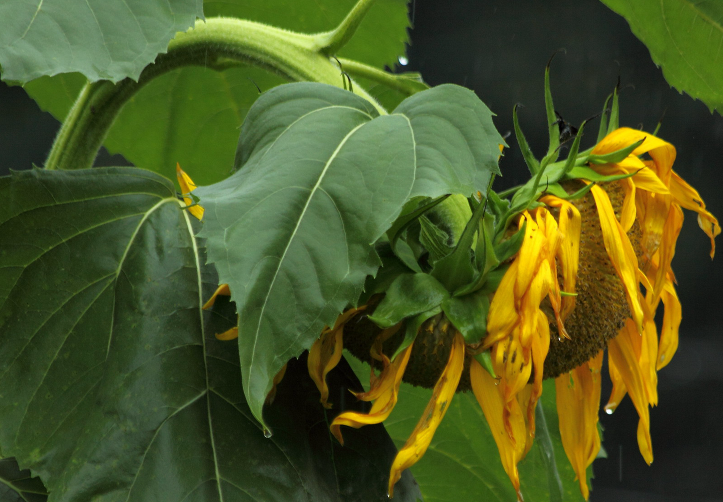 Solsikken 'Titan' - Helianthus annuus - Blomsterhoved på 60 cm!