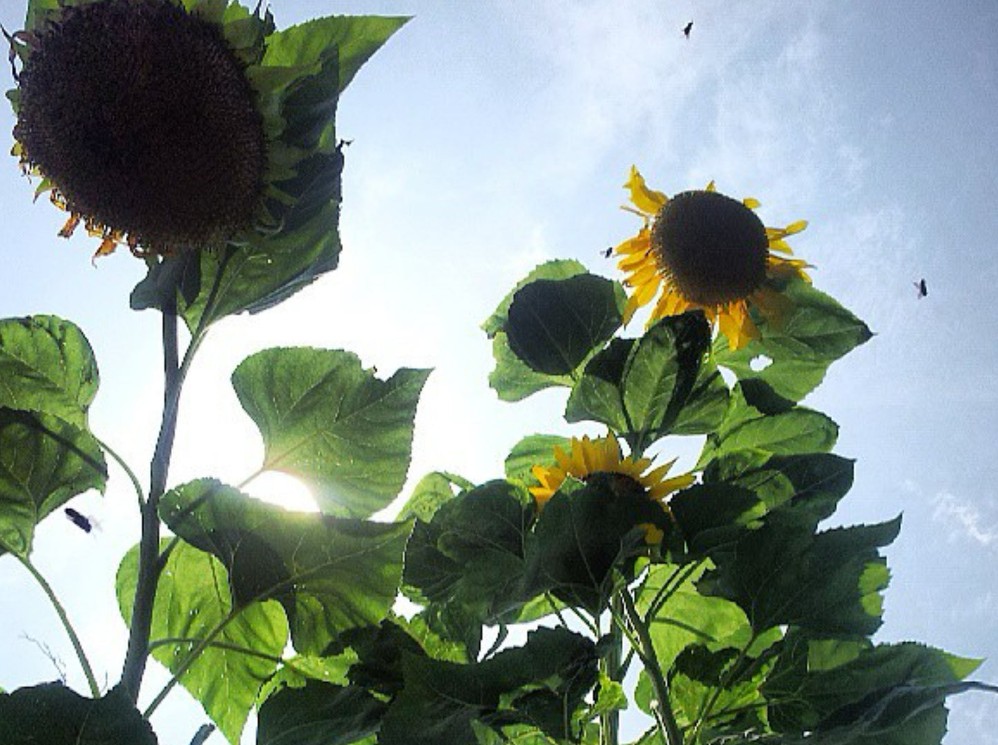 Solsikken 'Titan' - Helianthus annuus - Blomsterhoved på 60 cm!