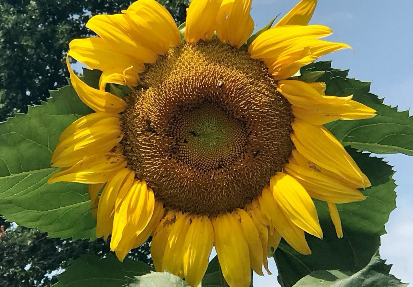Solsikken 'Titan' - Helianthus annuus - Blomsterhoved på 60 cm!