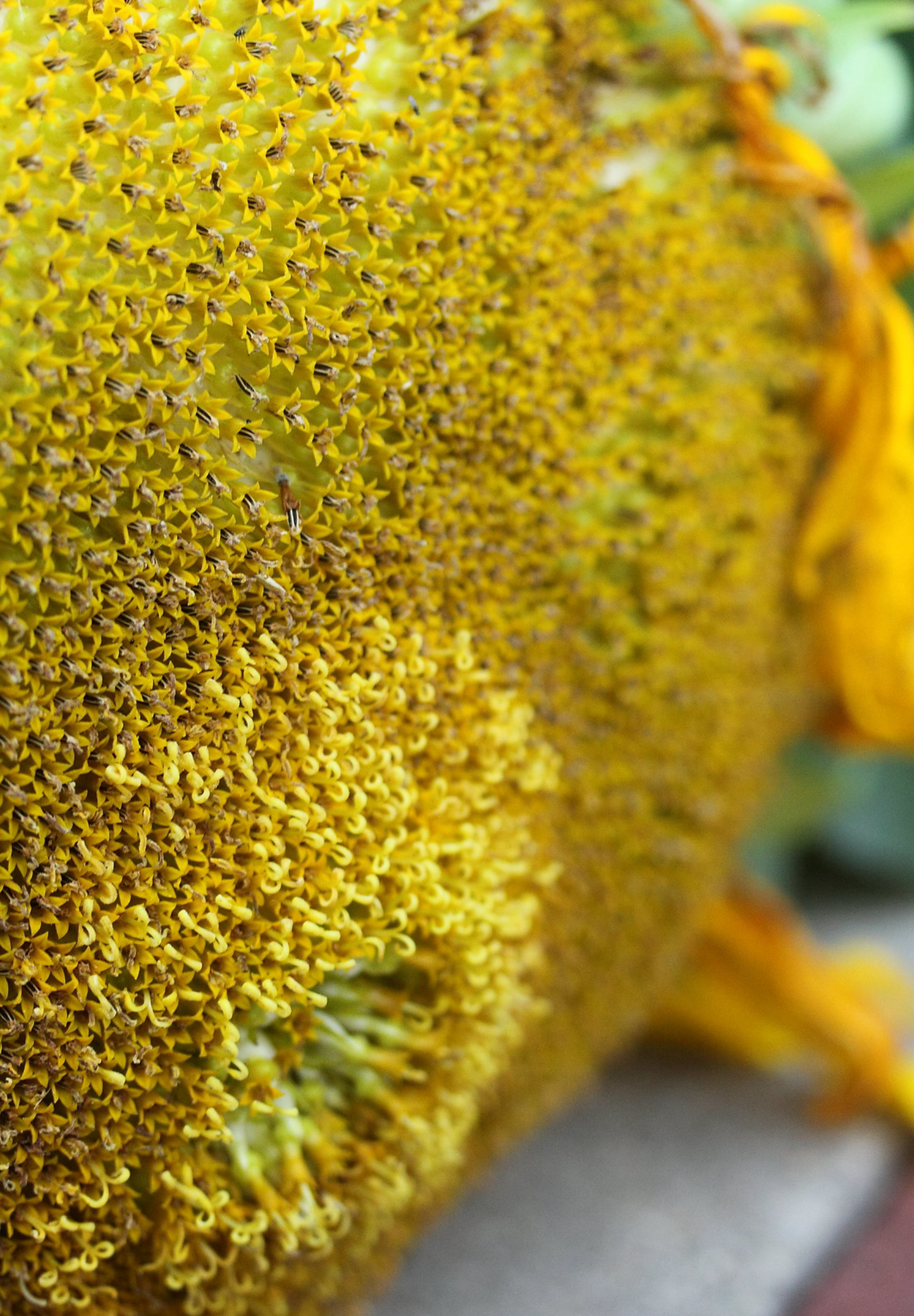 Solsikken 'Titan' - Helianthus annuus - Blomsterhoved på 60 cm!