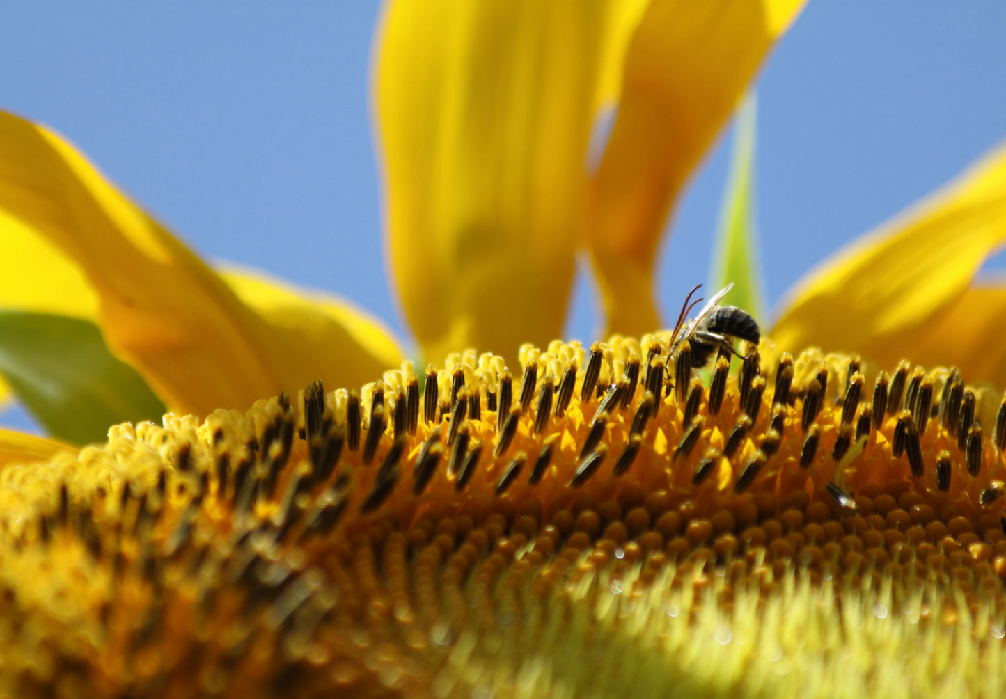 Solsikken 'Titan' - Helianthus annuus - Blomsterhoved på 60 cm!