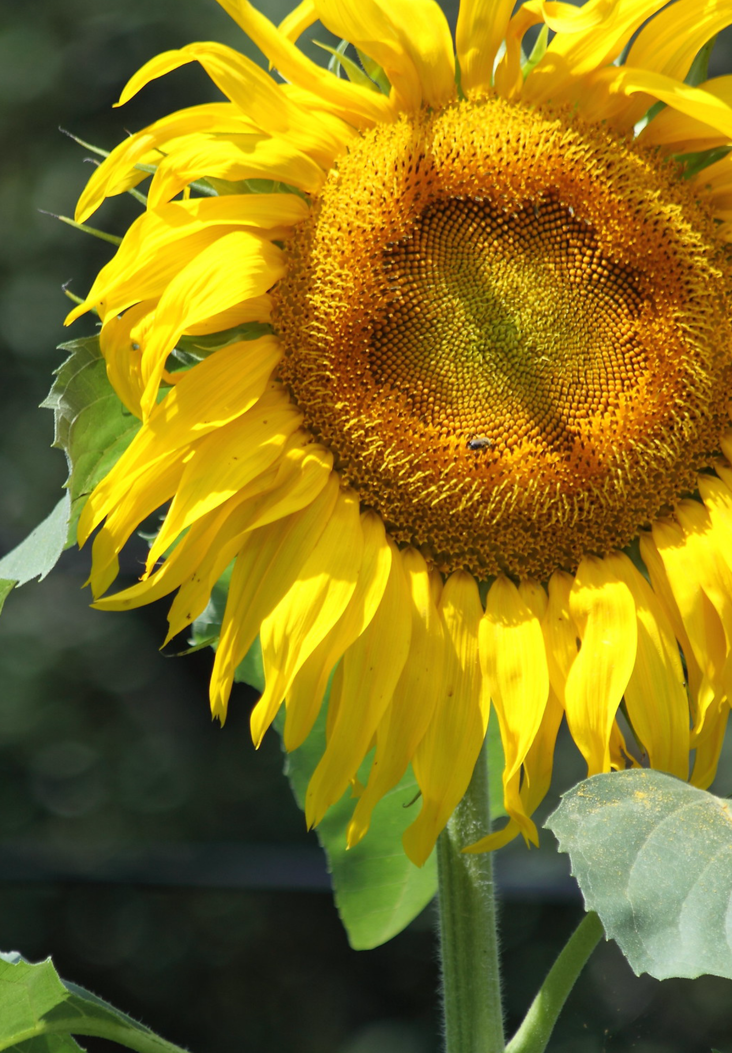 Solsikken 'Titan' - Helianthus annuus - Blomsterhoved på 60 cm!